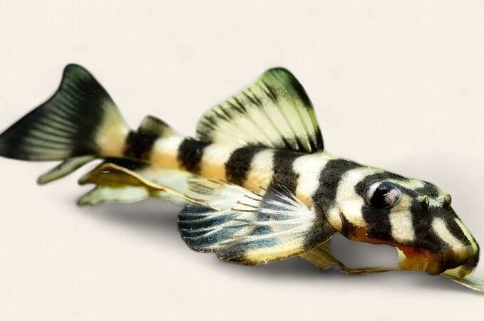 L168 Butterfly Pleco