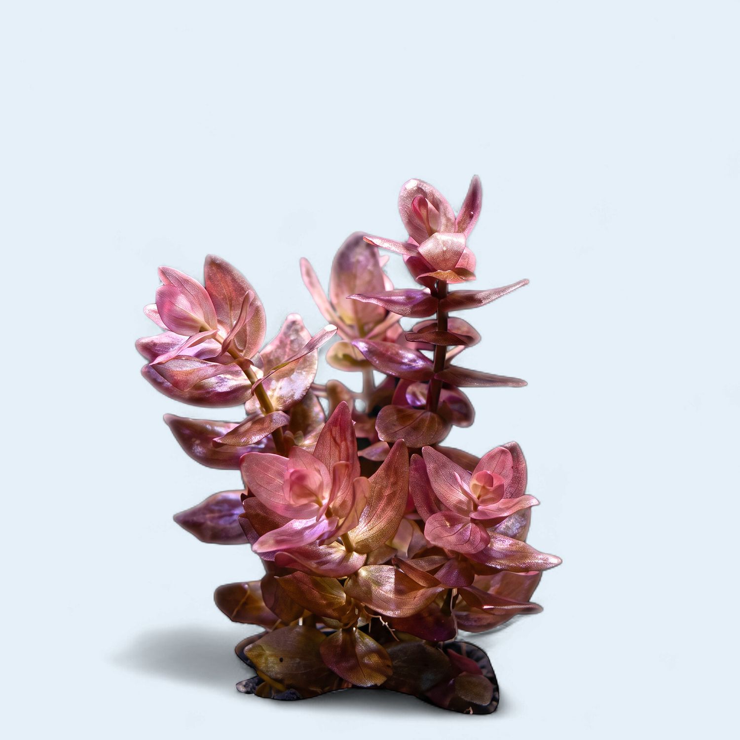 Bacopa Colorata