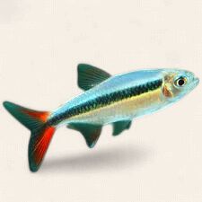 Red Tail Penguin Tetra
