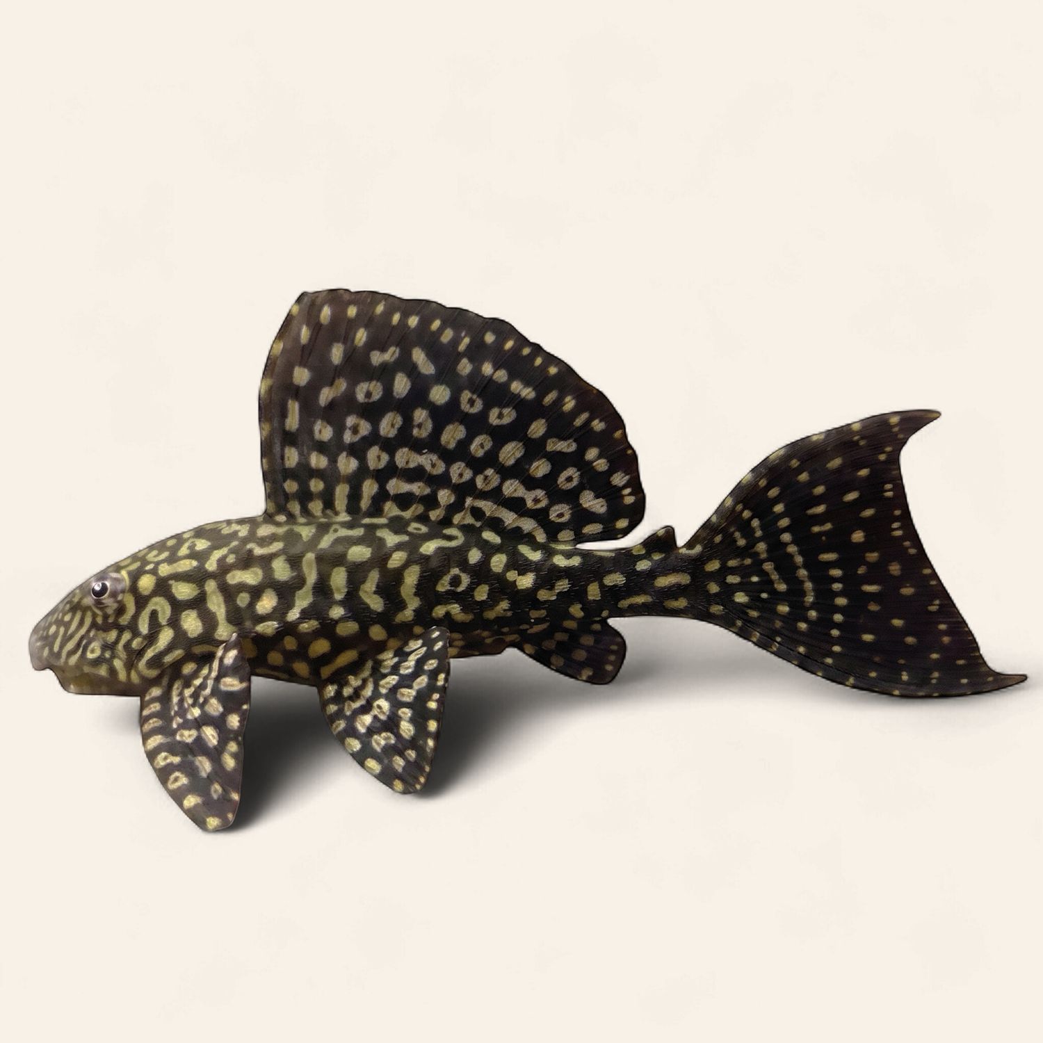 Gold Spot Pleco