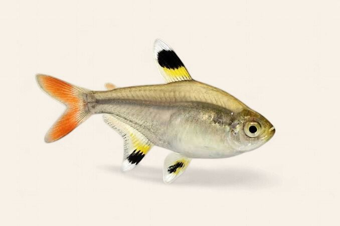 X-Ray/Pristella Tetra