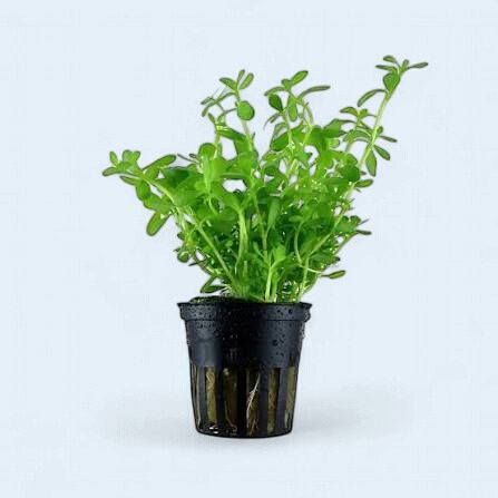 Bacopa Compact