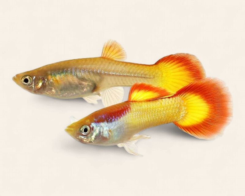 Guppy - Marigold