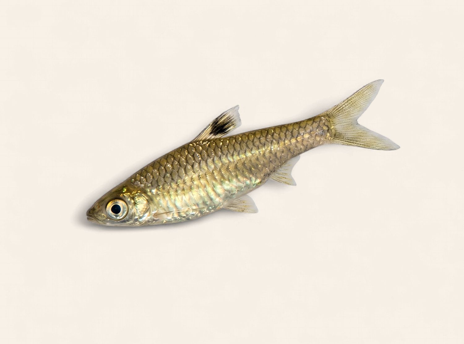 Emerald Eye Rasbora