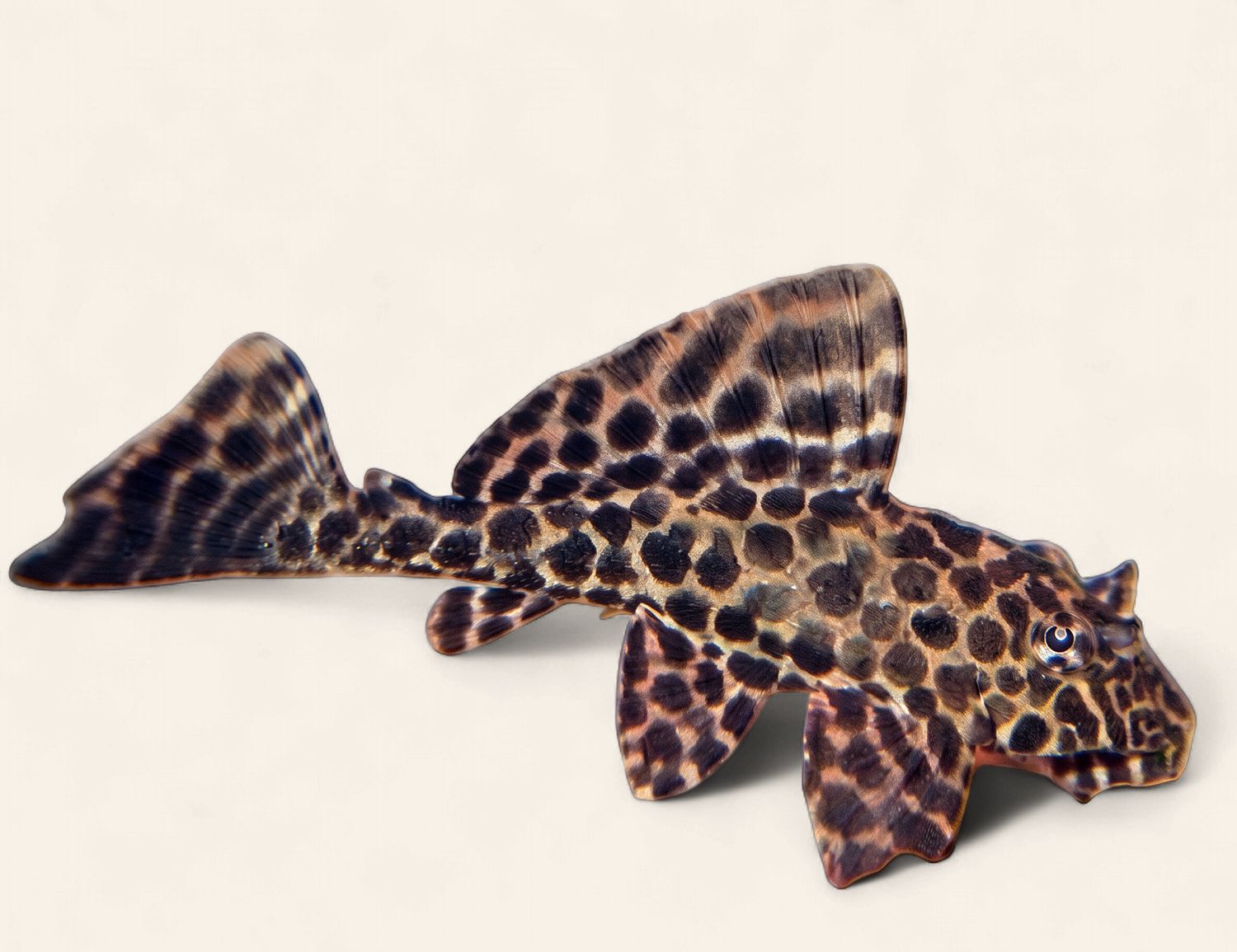 Red Spot Pleco
