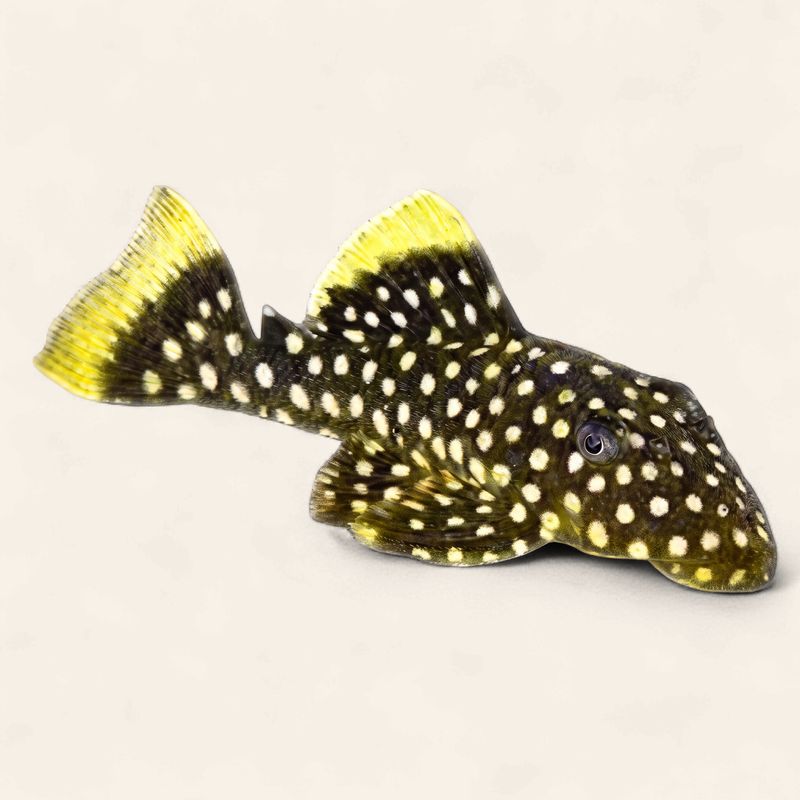 L177 Queen Gold Nugget