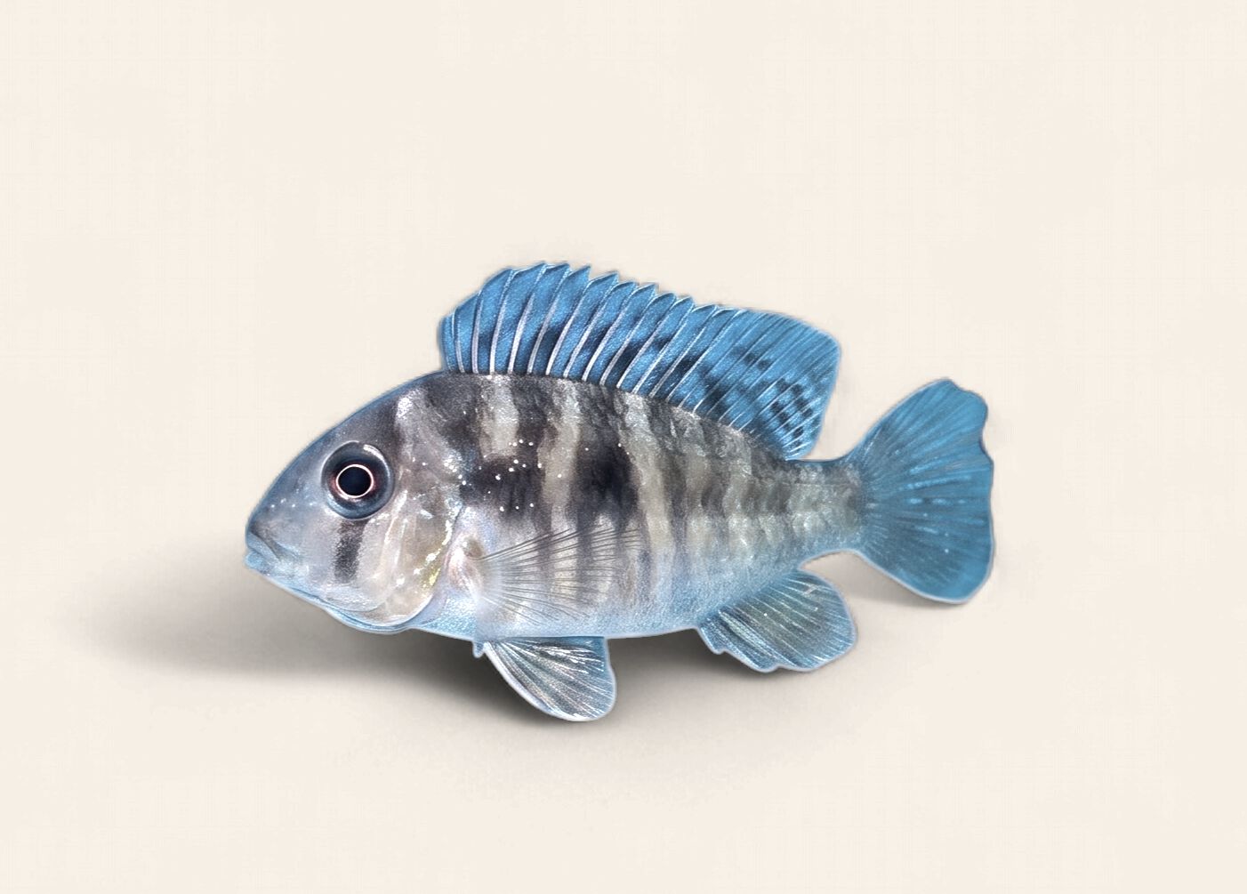 Gymnogeophagus Balzanii (Paraguay Eartheater)