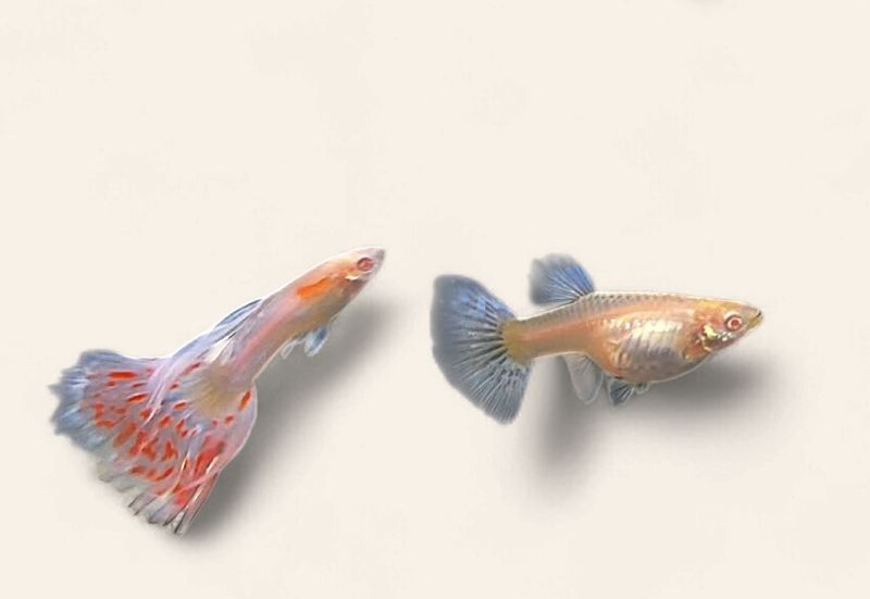 Guppy - Albino Elephant Ear Japan Blue Red Mosaic