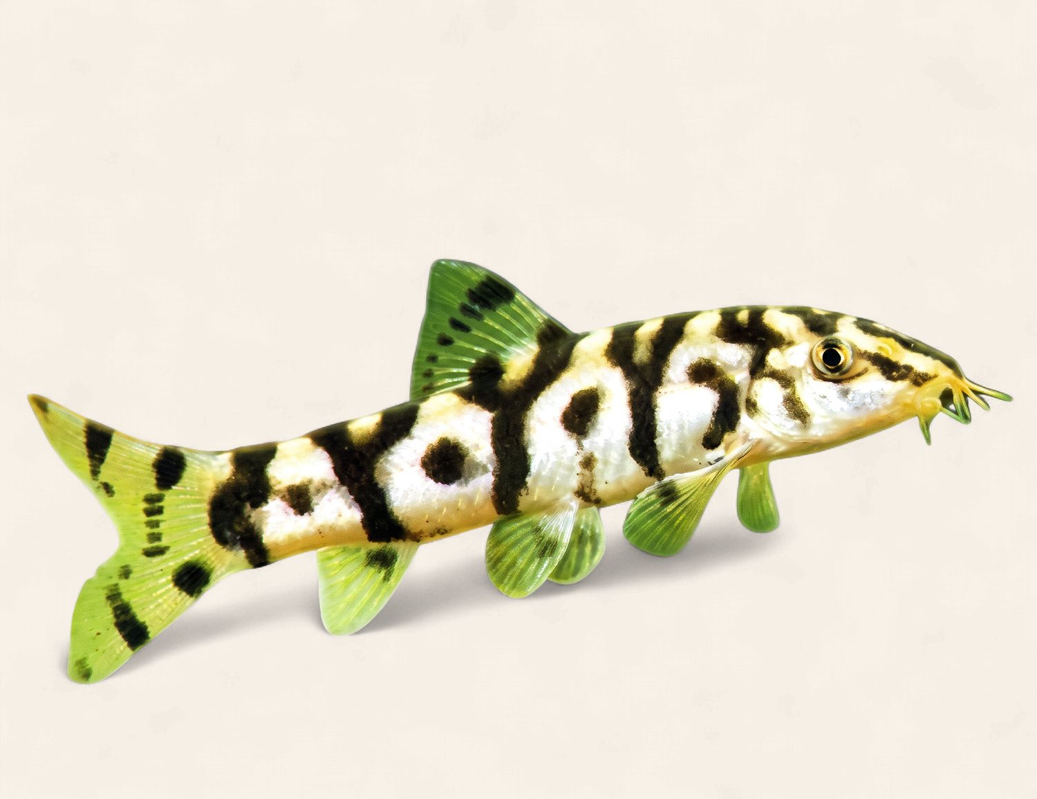 Yoyo Loach