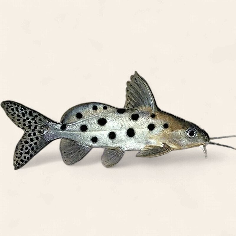 Ocellated catfish (Synodontis ocellifer)