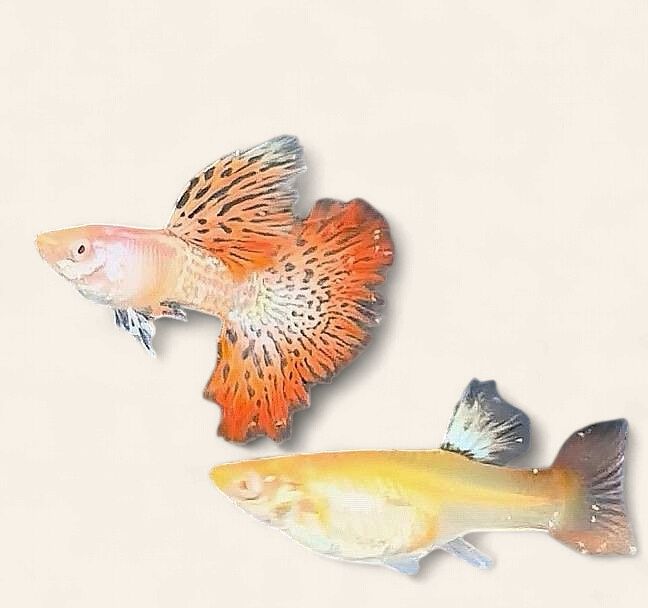 Guppy - Albino Metal Red Coral Lace