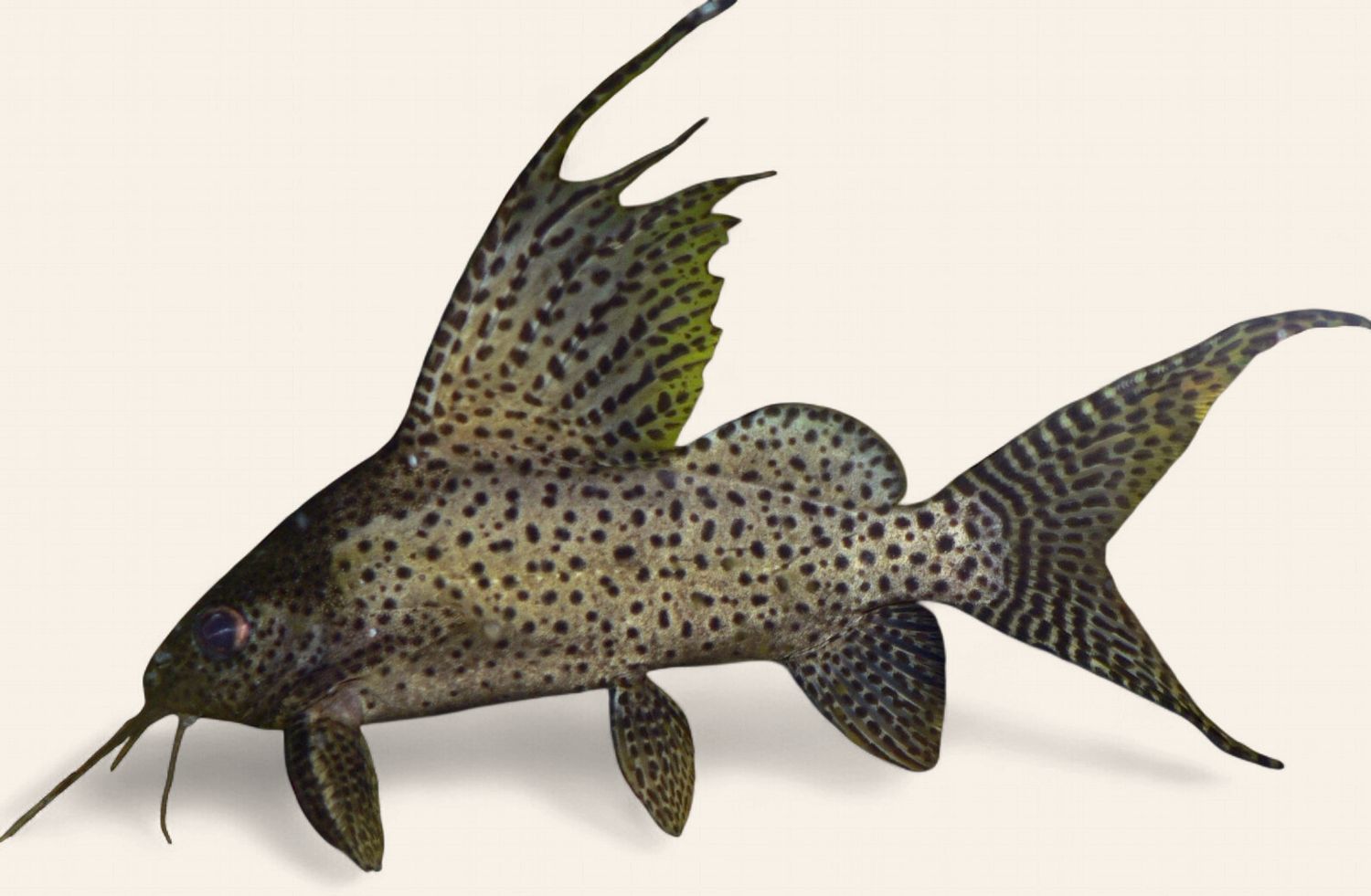 Featherfin Synodontis (Wild Caught)