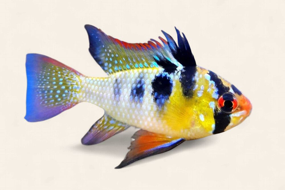 Pap Ram (Papillochromis)