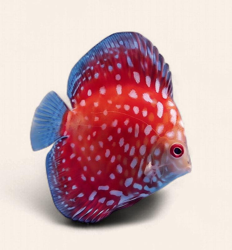 Discus - Red Checkerboard