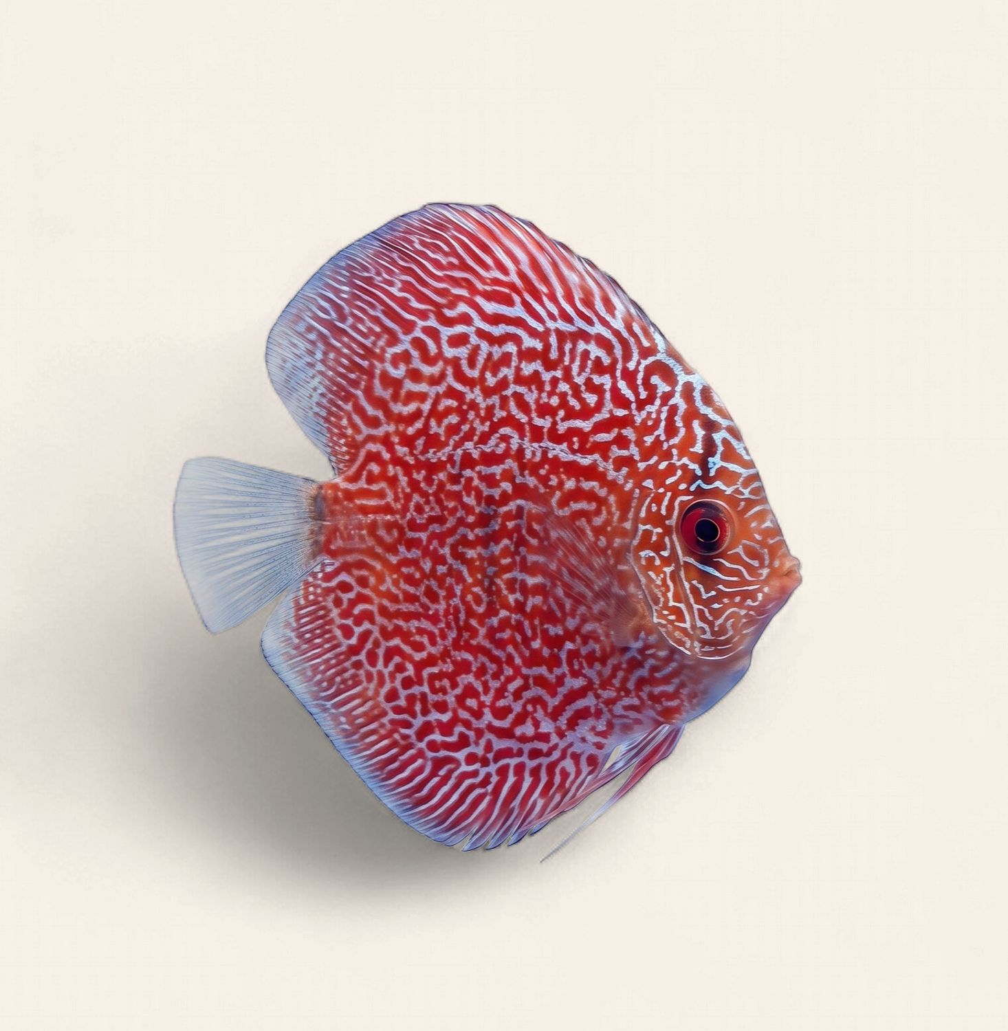 Discus - Snakeskin