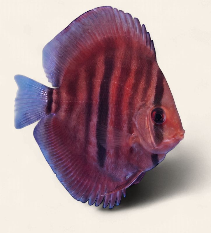 Discus - Red Cover 9cm