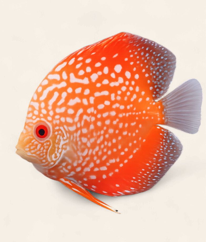 Discus - Yellow Snakeskin 9cm