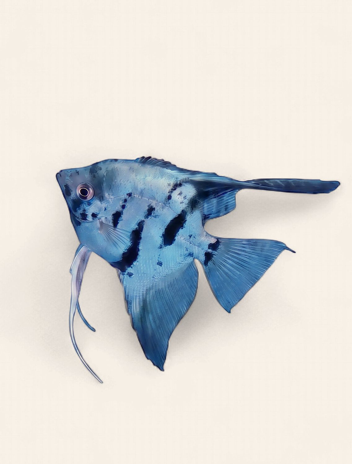 Angelfish - Blue Marble
