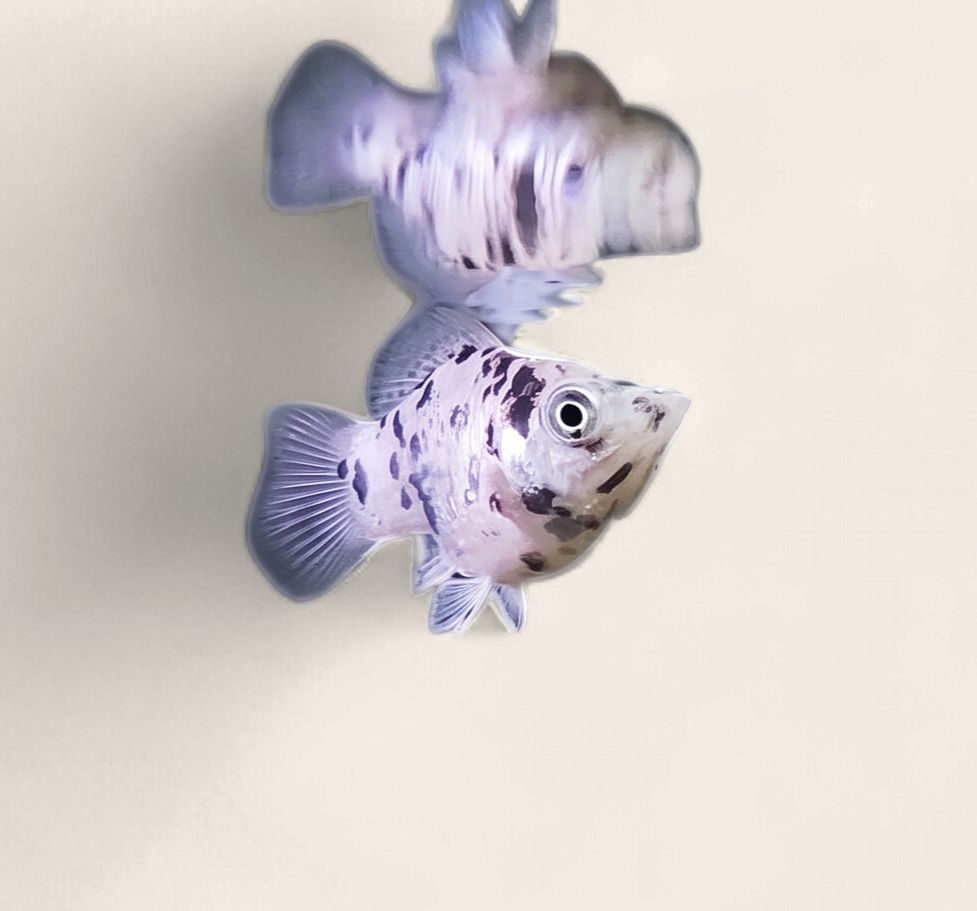 Balloon Molly - Assorted