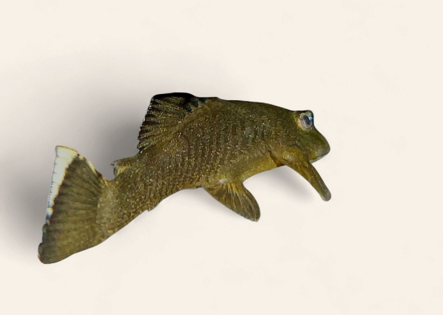 Bristlenose - Green Dragon, Type: Short Fin