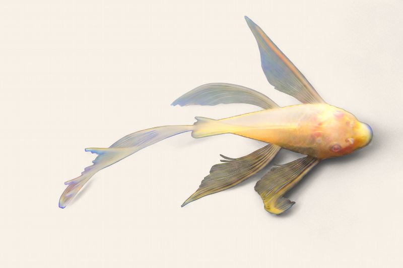 Bristlenose - Pineapple
