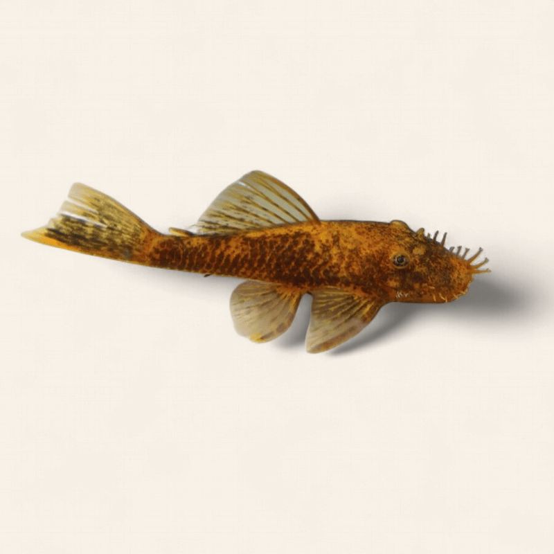 Bristlenose - Calico