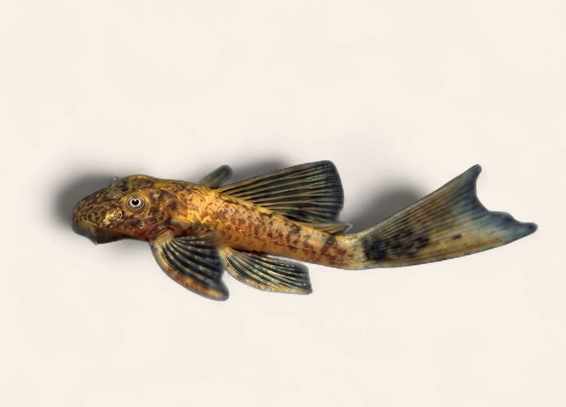 Bristlenose - Calico