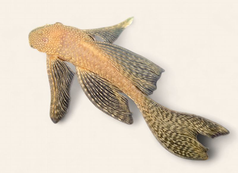 Bristlenose - Albino