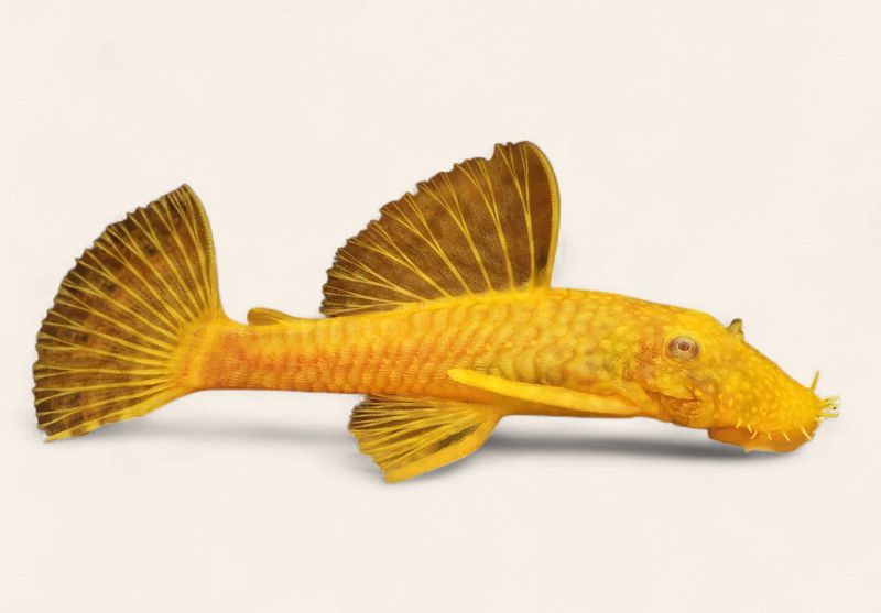 Bristlenose - Albino