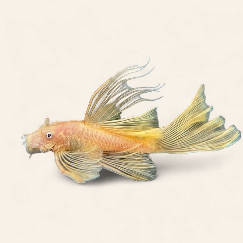 Bristlenose - Gold