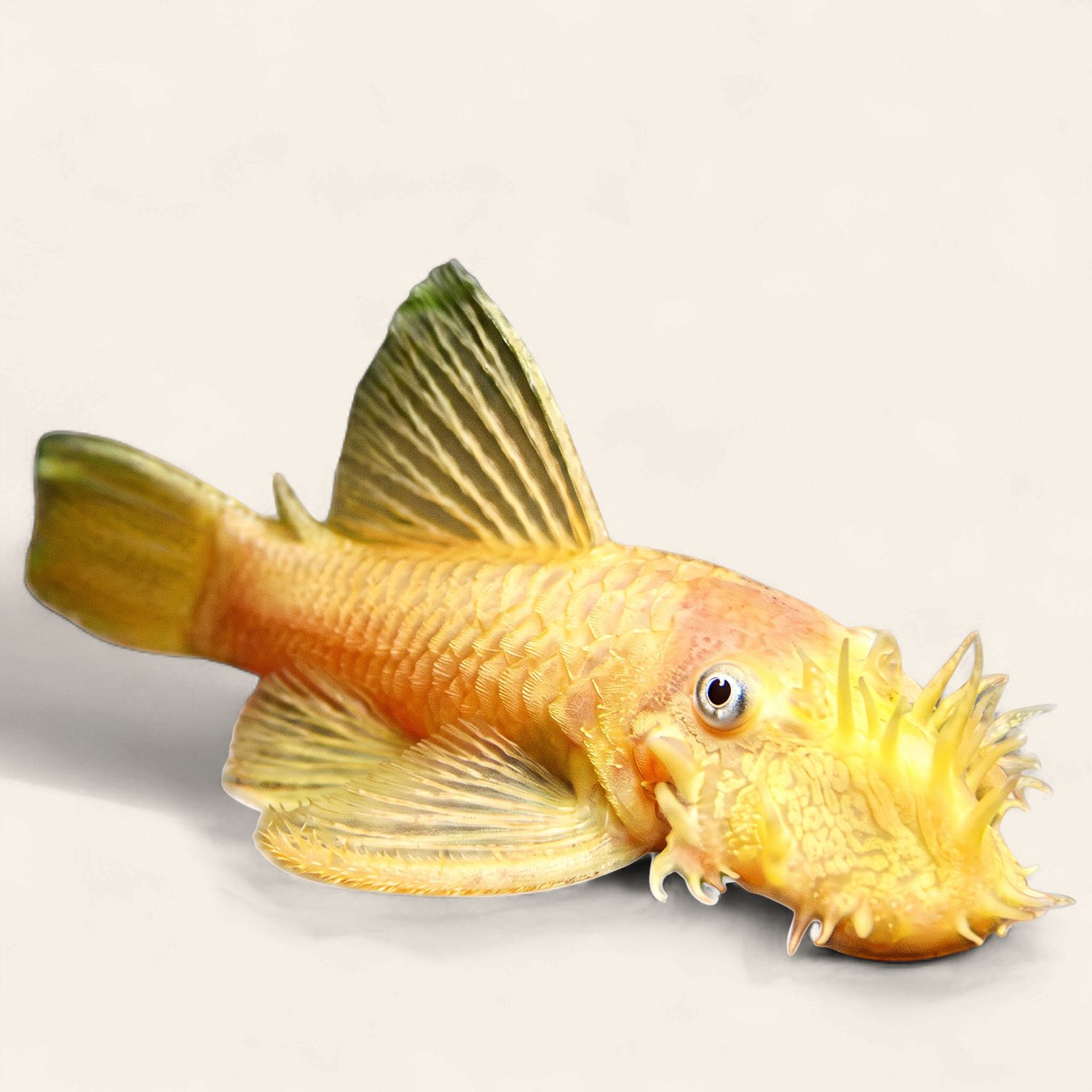 Bristlenose - Gold