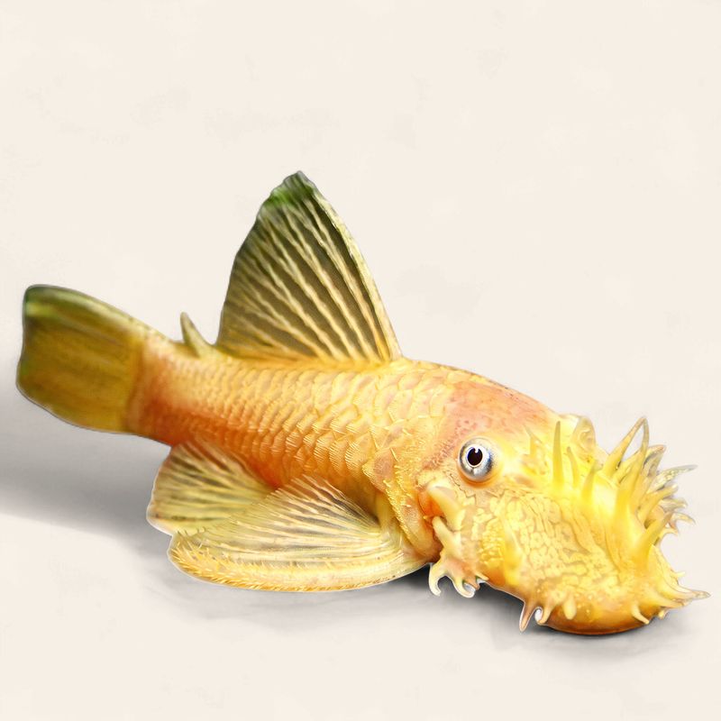 Bristlenose - Gold