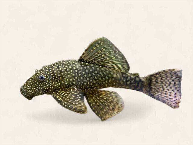 Bristlenose - Common