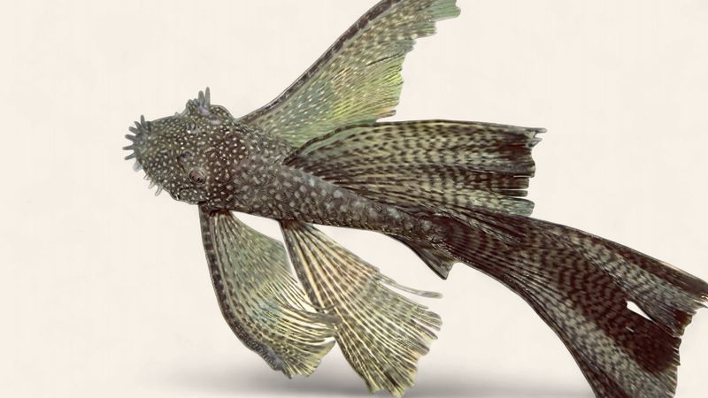 Bristlenose - Common