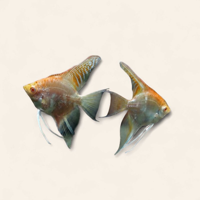 Angelfish - Albino Gold Marble  4-5cm