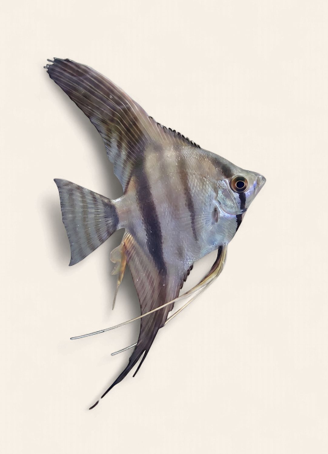 Angelfish - Santa Isabel x Phillipine Blue