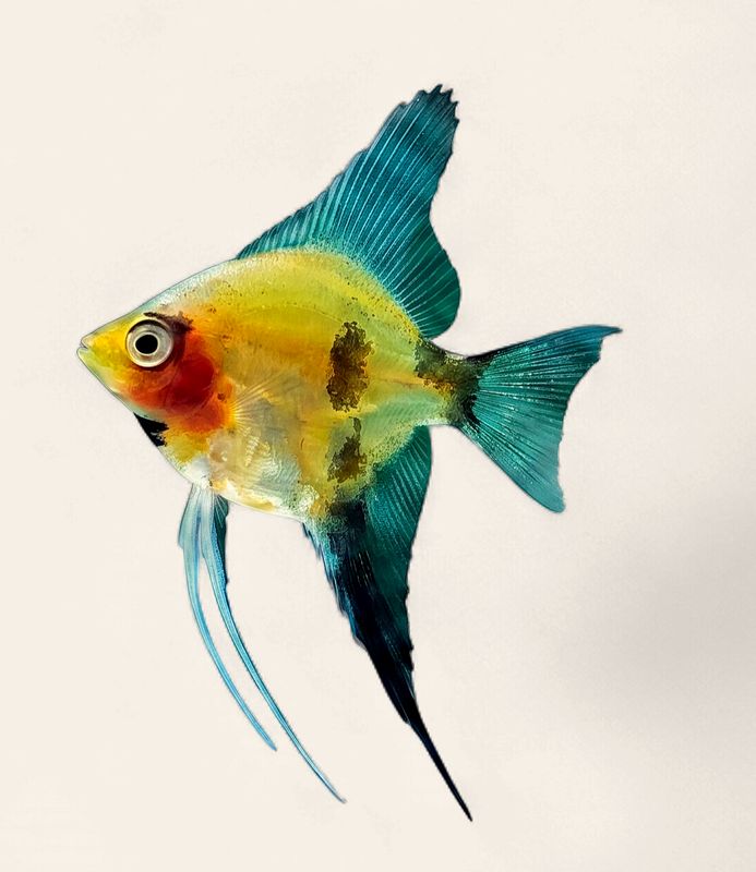 Angelfish - Red Devil