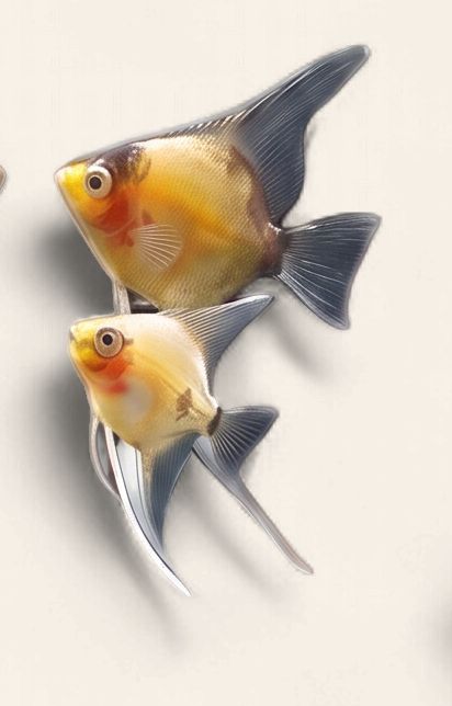 Angelfish - Red Devil