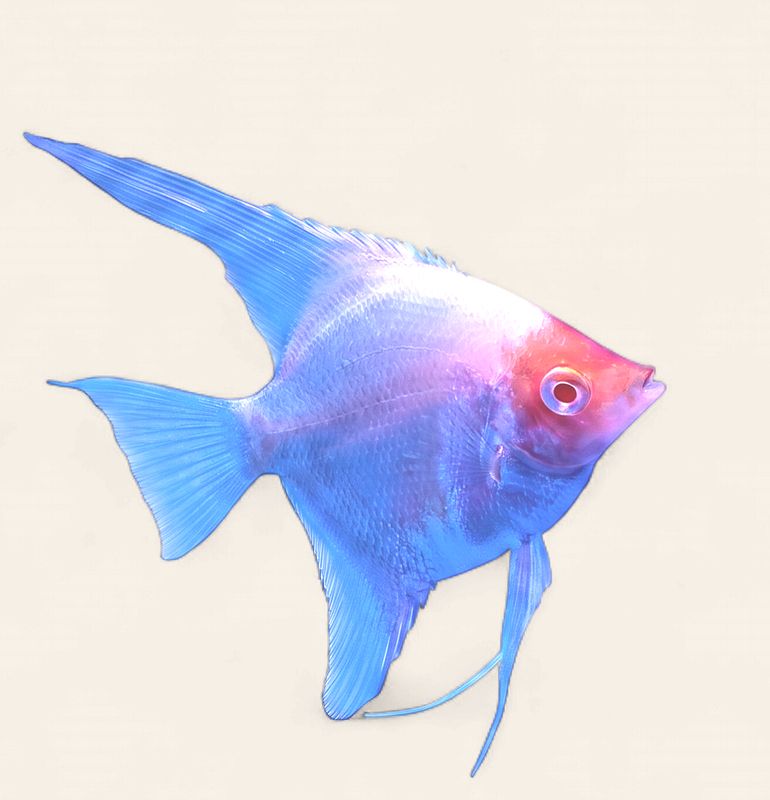 Angelfish - Albino Red Devil