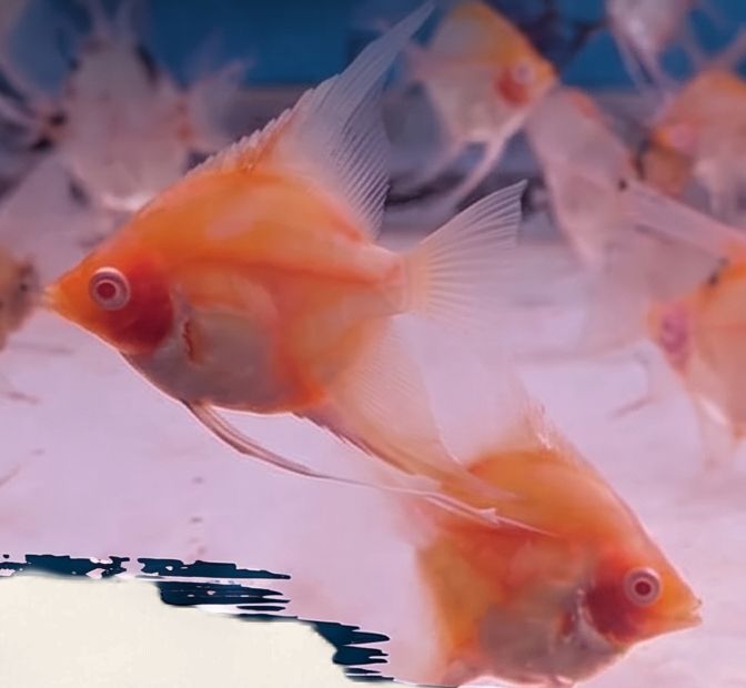 Angelfish - Albino Red Devil