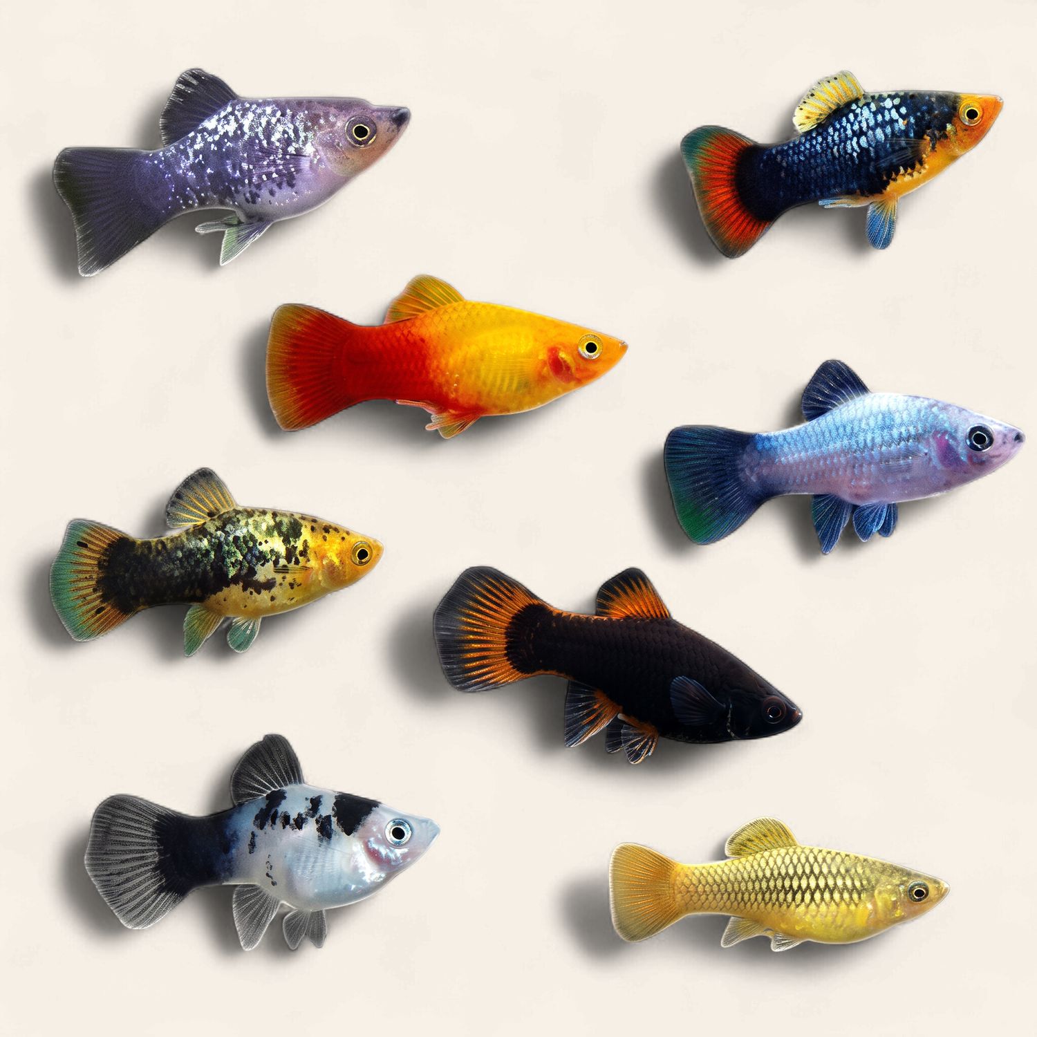 Platy - Assorted Colours