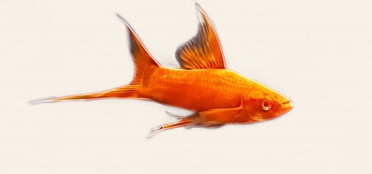 Swordtail - RREA Super Red High Fin