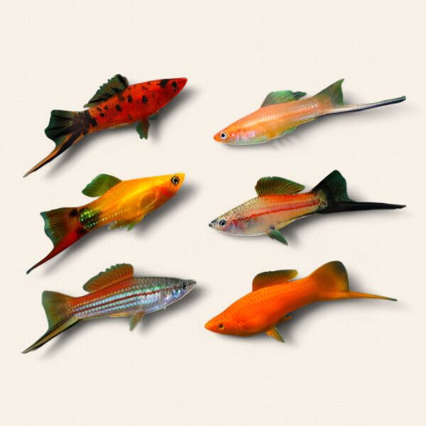 Swordtail - Assorted Colours
