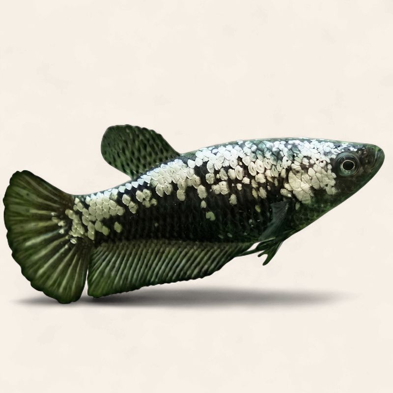 Betta - Samurai Female