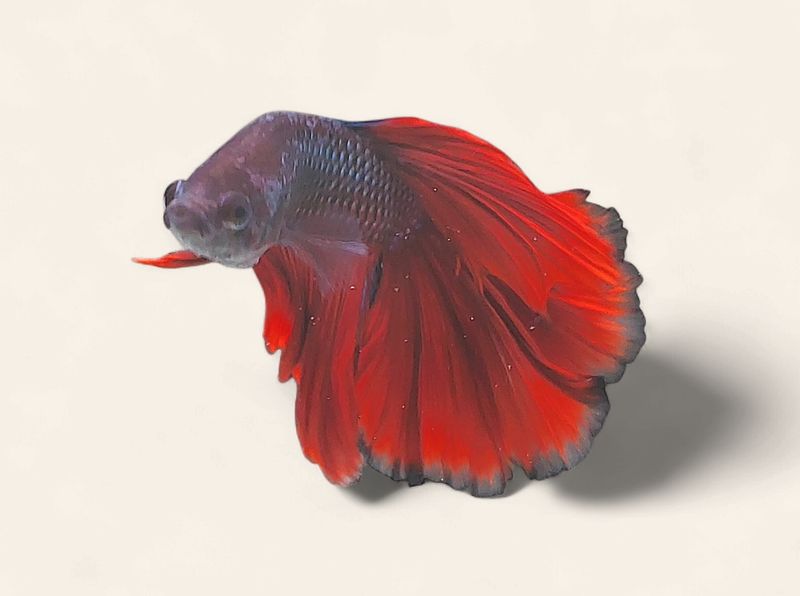 Betta - Halfmoon Male