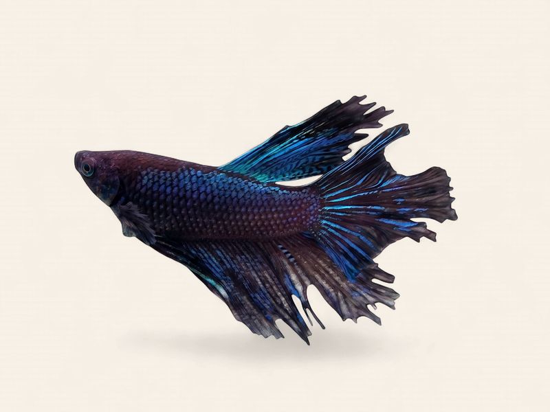 Betta - Halfmoon Male