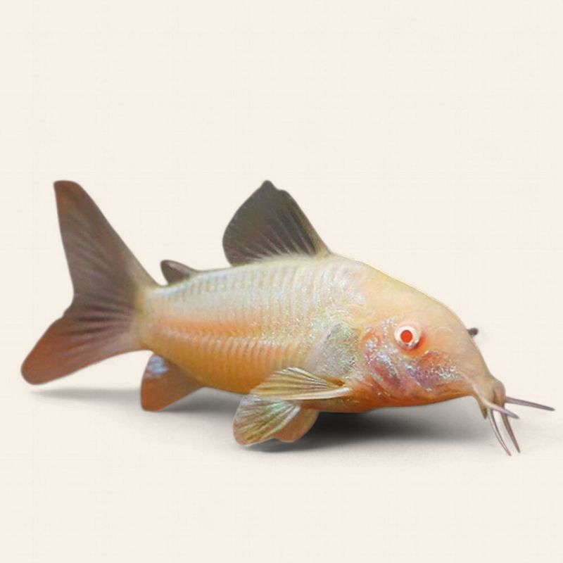 Albino Cory