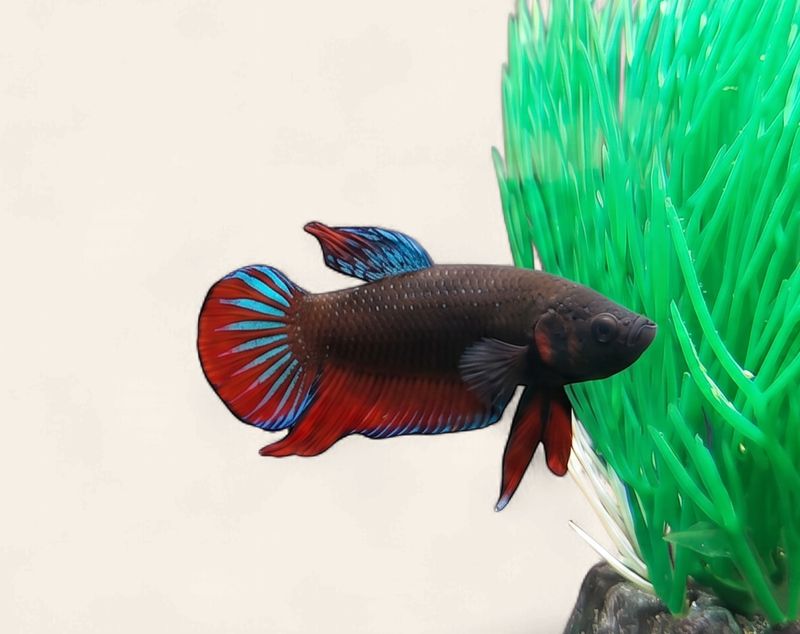 Betta - Assorted Plakat Male