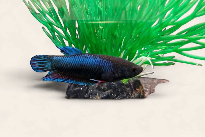 Betta - Assorted Plakat Male