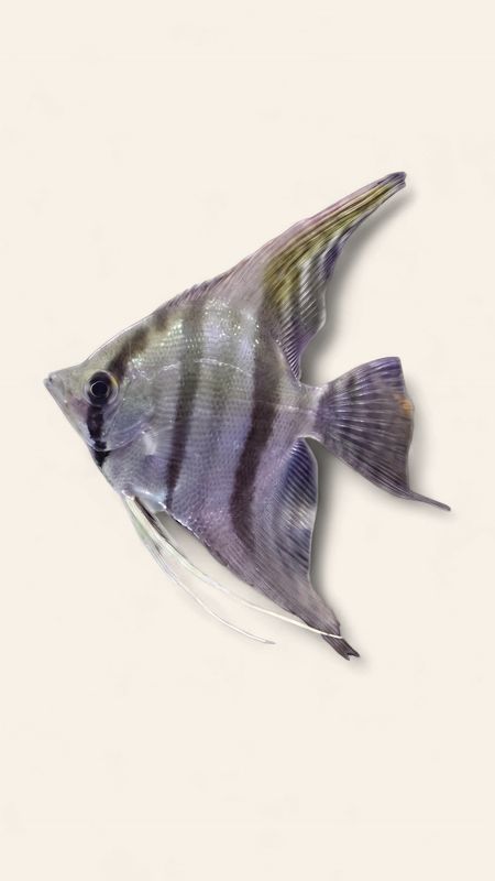 Angelfish - Santa Isabel (Captive Raised)
